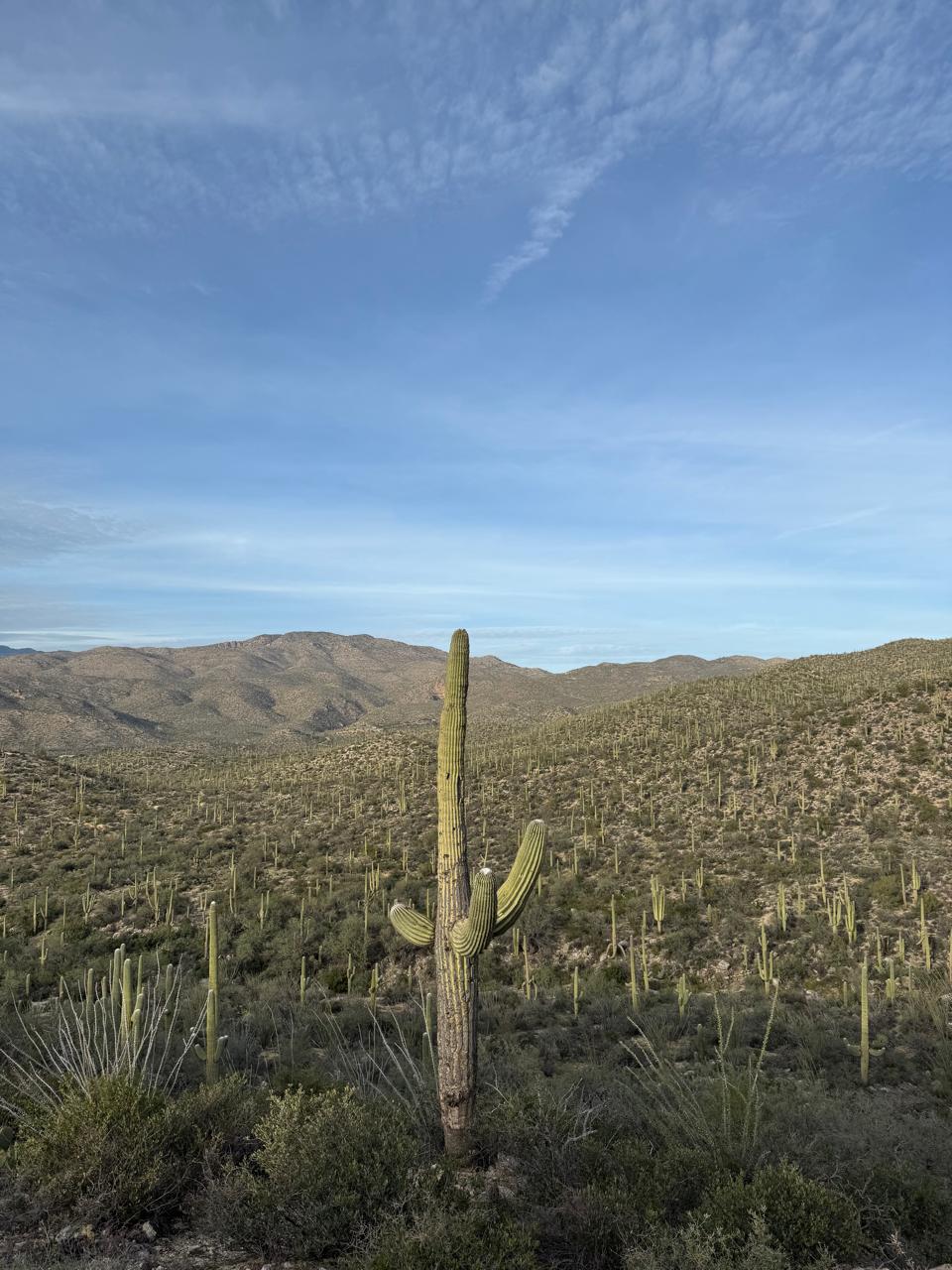 Mario Morales in the Sonoran Desert - Photo credit: Personal collection